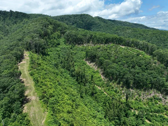 a view of a lush green forest with trees in the background
