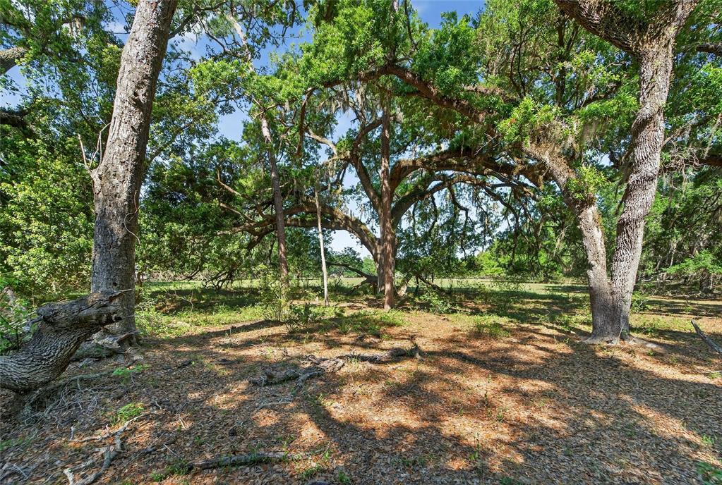 Carlton Road Dover, FL 33527 - Photo 47 of 63 a view of outdoor space with trees