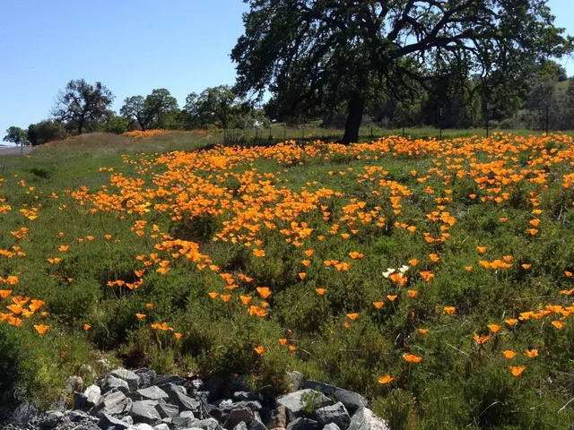 $659,500 | 50 Knolls Court, Copperopolis, CA 95228