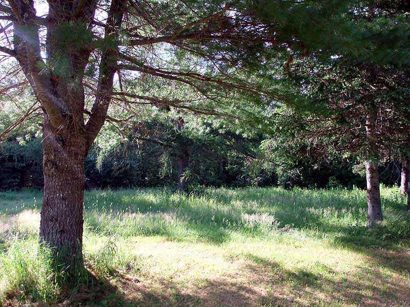 348 Skagrock Road Haynesville, ME 04497 - Photo 12 of 35 Land.