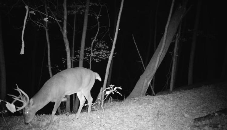 79 Acres Byers Road Boscobel, WI 53805 - Photo 15 of 24