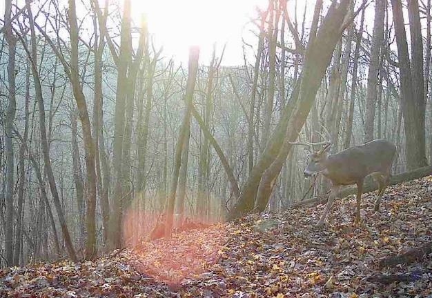 79 Acres Byers Road Boscobel, WI 53805 - Photo 16 of 24