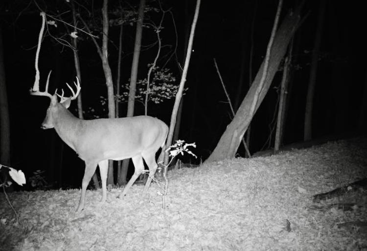 79 Acres Byers Road Boscobel, WI 53805 - Photo 17 of 24