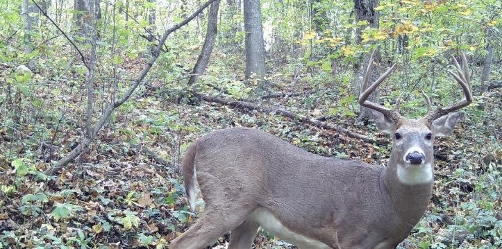 79 Acres Byers Road Boscobel, WI 53805 - Photo 19 of 24