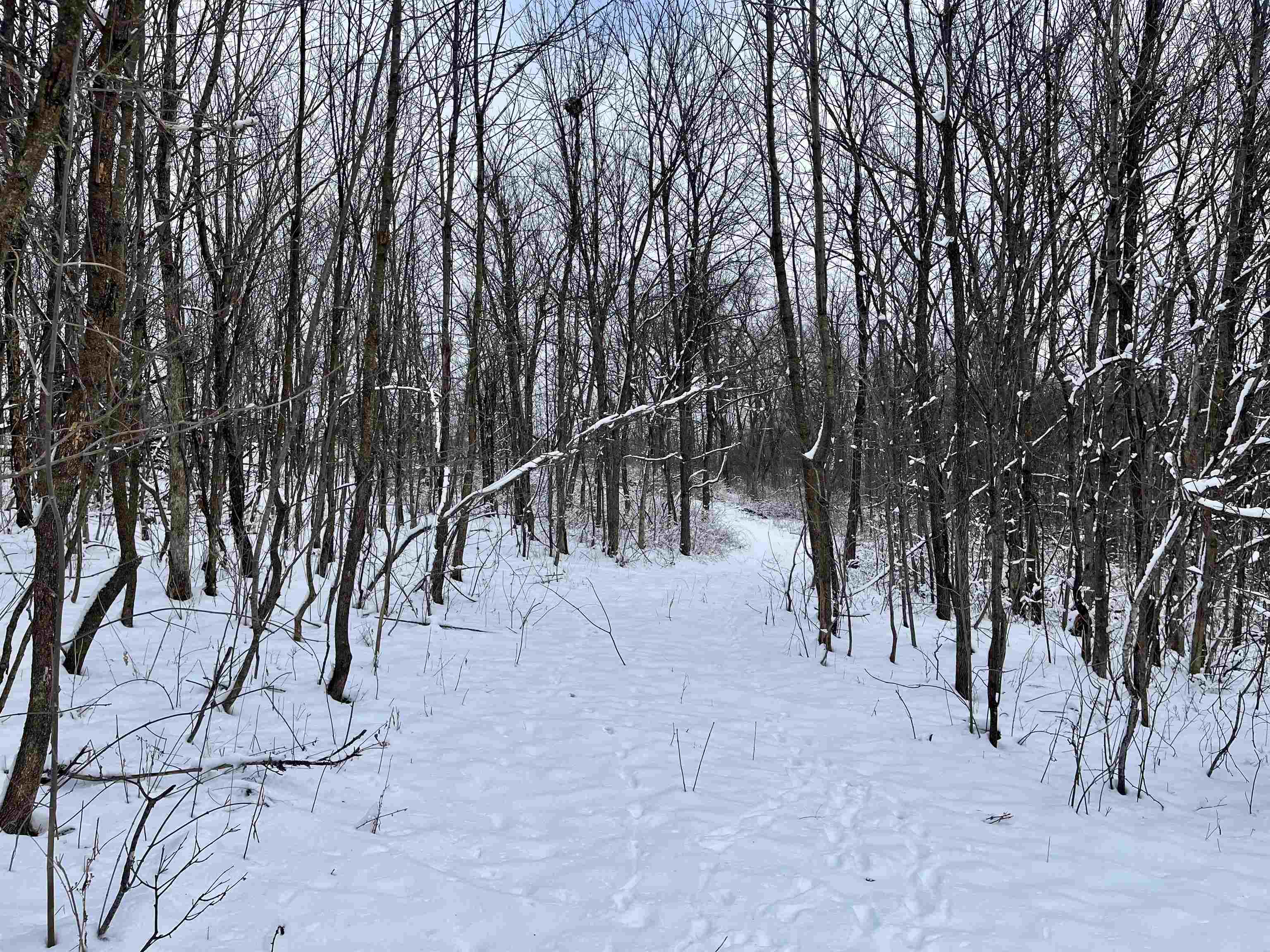 79 Acres Byers Road Boscobel, WI 53805 - Photo 9 of 24