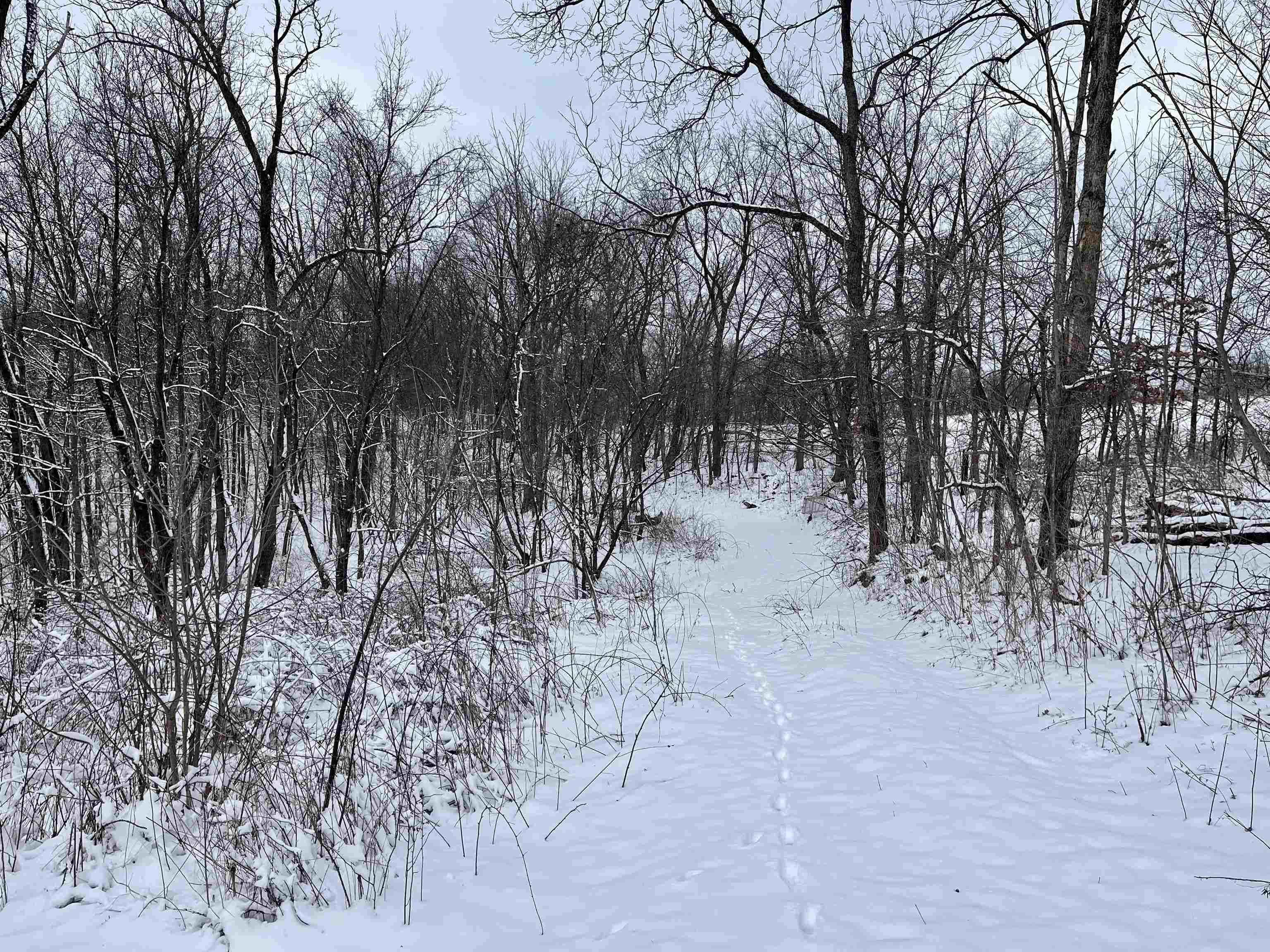 79 Acres Byers Road Boscobel, WI 53805 - Photo 10 of 24