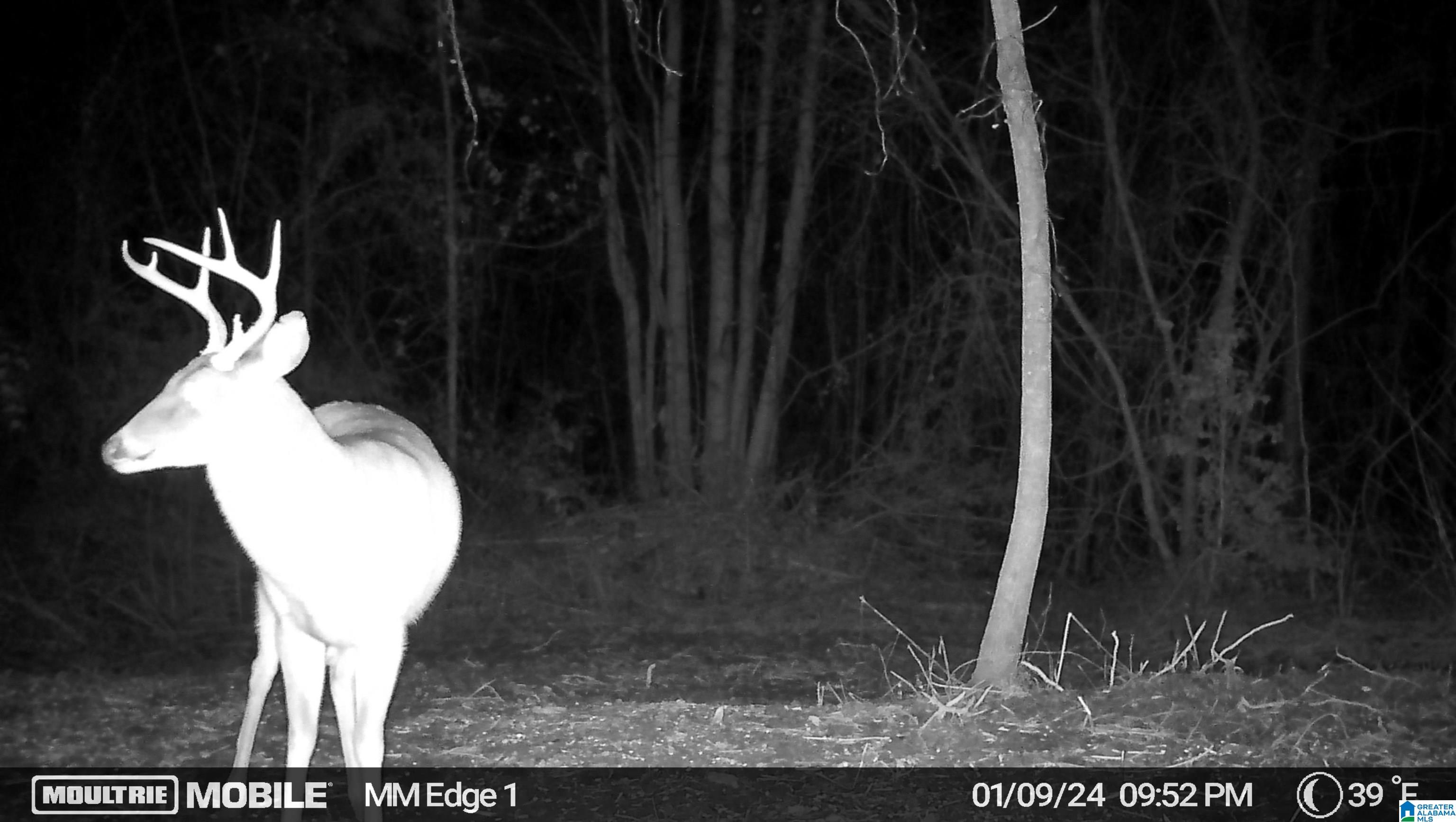 16.5-acres Walker Road, Unit 1 Cragford, AL 36255 - Photo 7 of 14