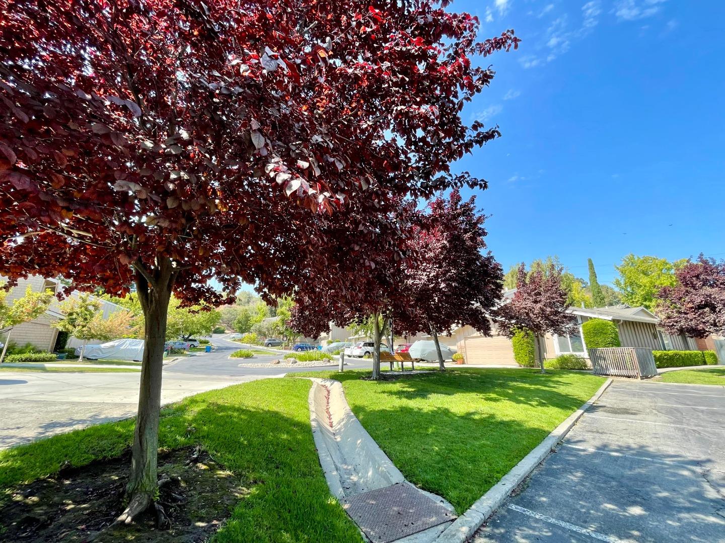 22801 Longdown Road Cupertino, CA 95014 - Photo 24 of 25 a view of yard with tree s