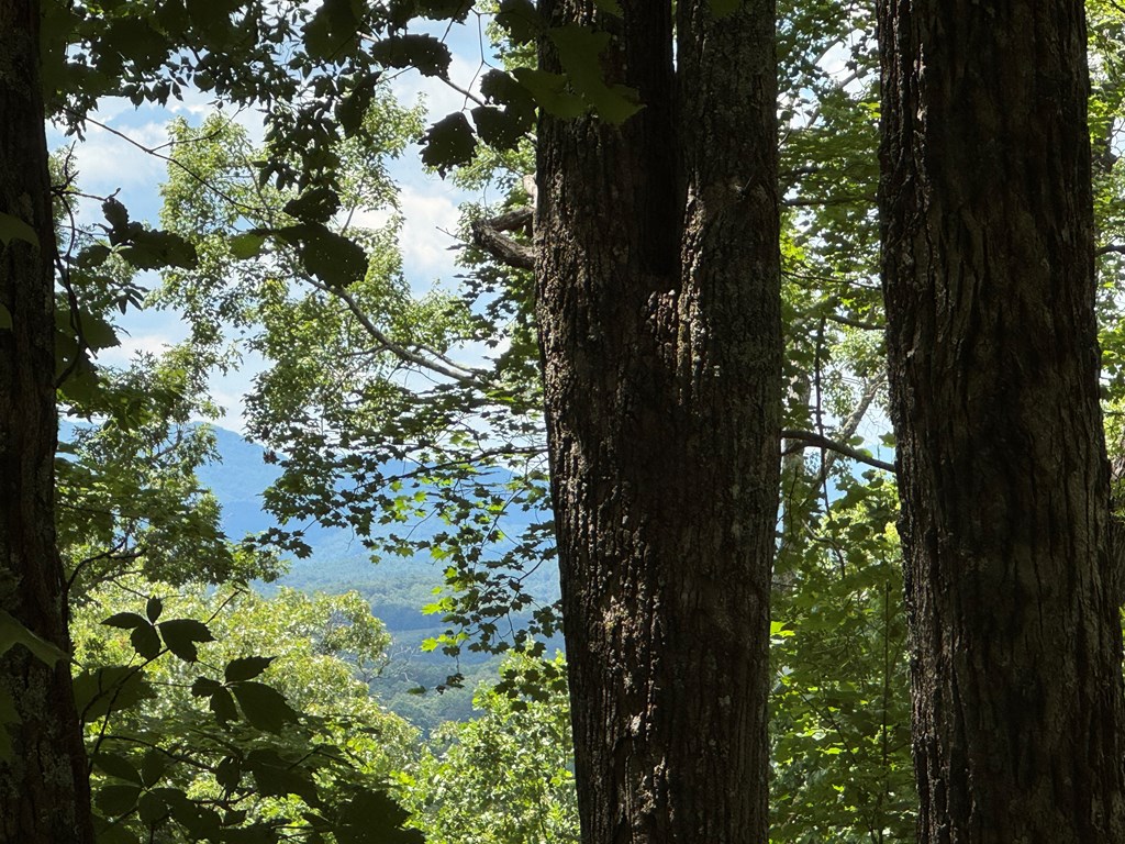 Lot 38 Picklesimer Mountain Road Morganton, GA 30560 - Photo 7 of 18 Gallery Image 7