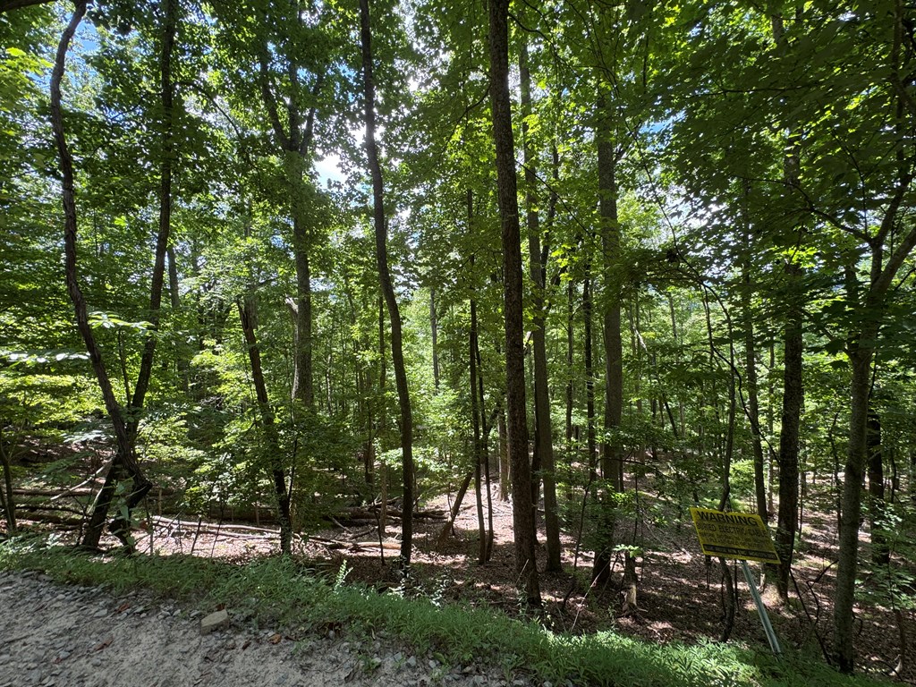 Lot 38 Picklesimer Mountain Road Morganton, GA 30560 - Photo 10 of 18 Gallery Image 10