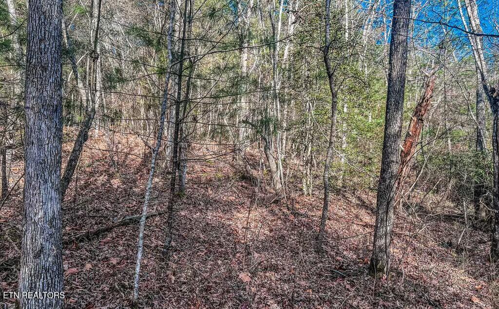 Nashville Avenue Deer Lodge, TN 37726 - Photo 12 of 24 tempImageSgTNna