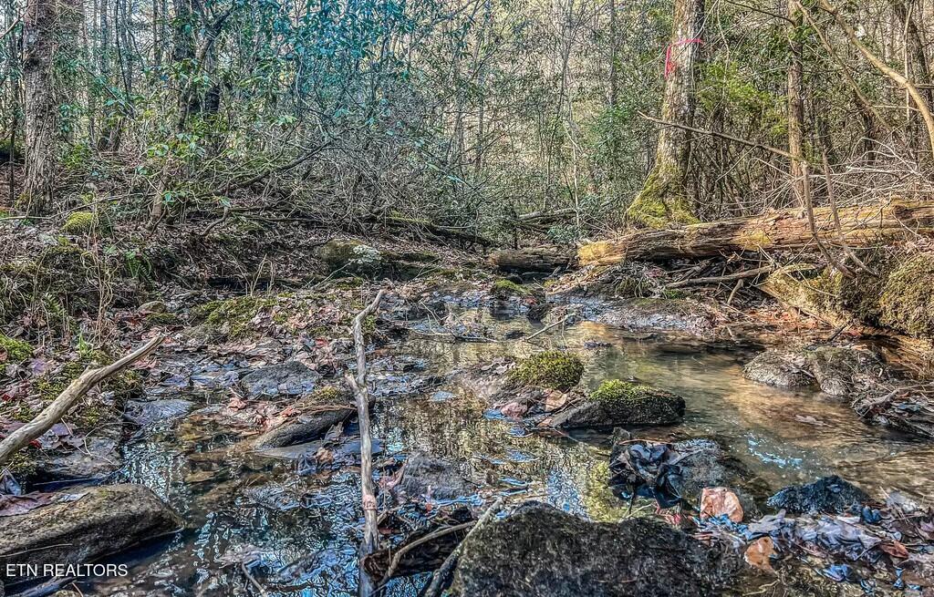 Nashville Avenue Deer Lodge, TN 37726 - Photo 14 of 24 tempImagepIFGa5