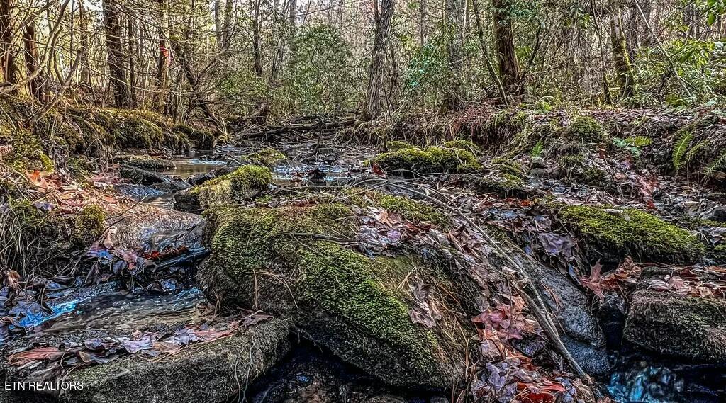 Nashville Avenue Deer Lodge, TN 37726 - Photo 15 of 24 tempImageYT45H5