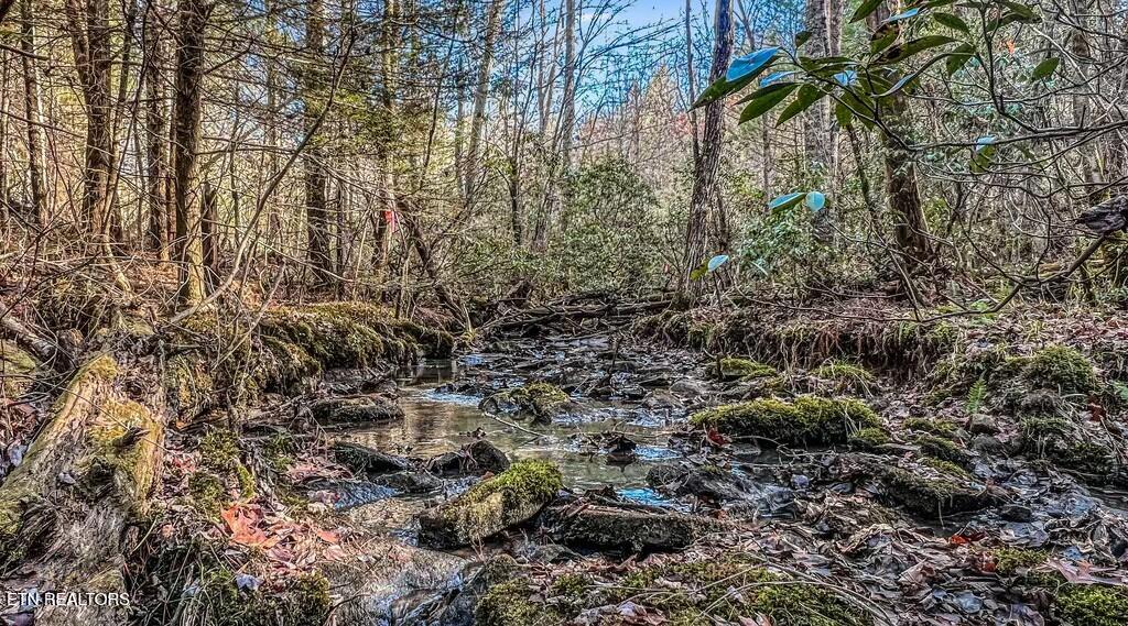 Nashville Avenue Deer Lodge, TN 37726 - Photo 16 of 24 tempImage6KHbxT