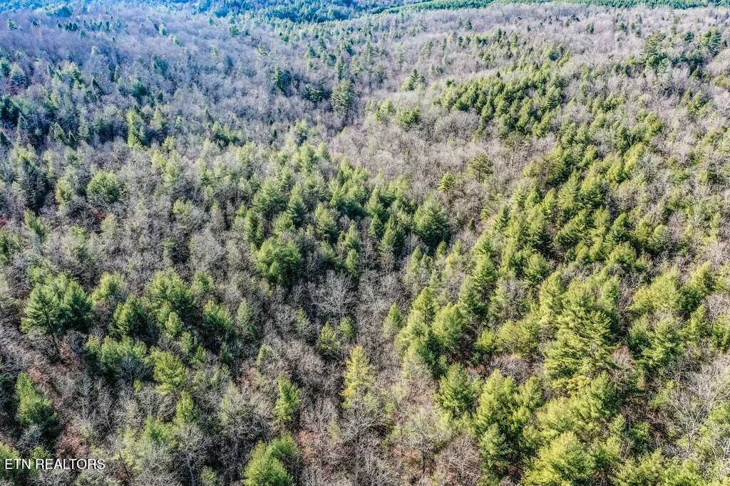 Nashville Avenue Deer Lodge, TN 37726 - Photo 4 of 24 tempImageVlvJrn