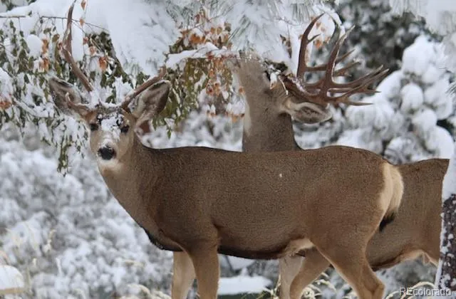 a view of a water fountain in a yard