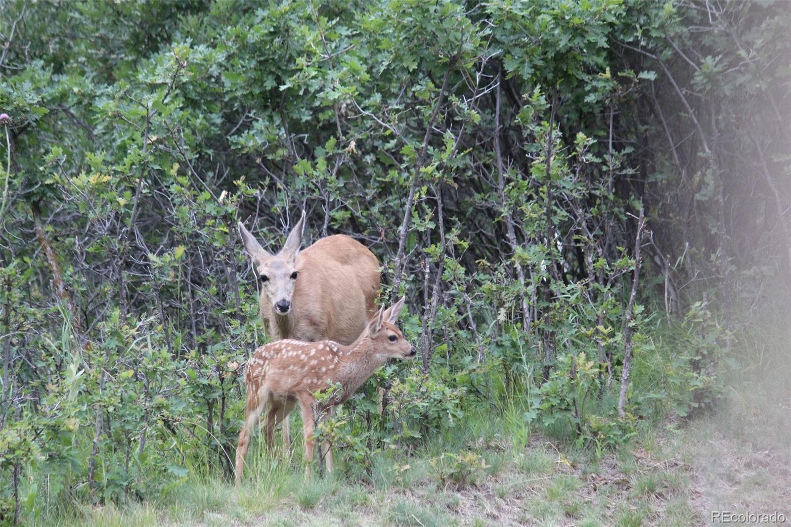 620 Cumberland Road Larkspur, CO 80118 - Photo 31 of 32
