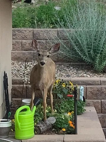 $1,125,000 | 620 Cumberland Road, Larkspur, CO 80118