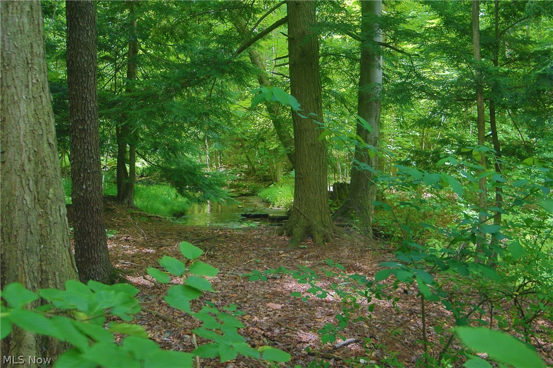 7250 Brakeman Road Painesville, OH 44077 - Photo 13 of 17 Wooded acreage featuring mature trees, verdant undergrowth, a natural stream, and a ground covering of fallen leaves