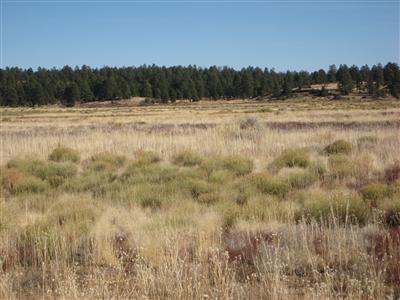 9828 North Bryant Road Flagstaff, AZ 86004 - Photo 1 of 1 20130328214433772481000000-o