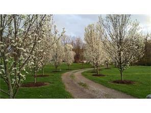 512 Central School Road Grindstone, PA 15442 - Photo 2 of 24 Beautiful flowering pear trees grace the winding driveway!