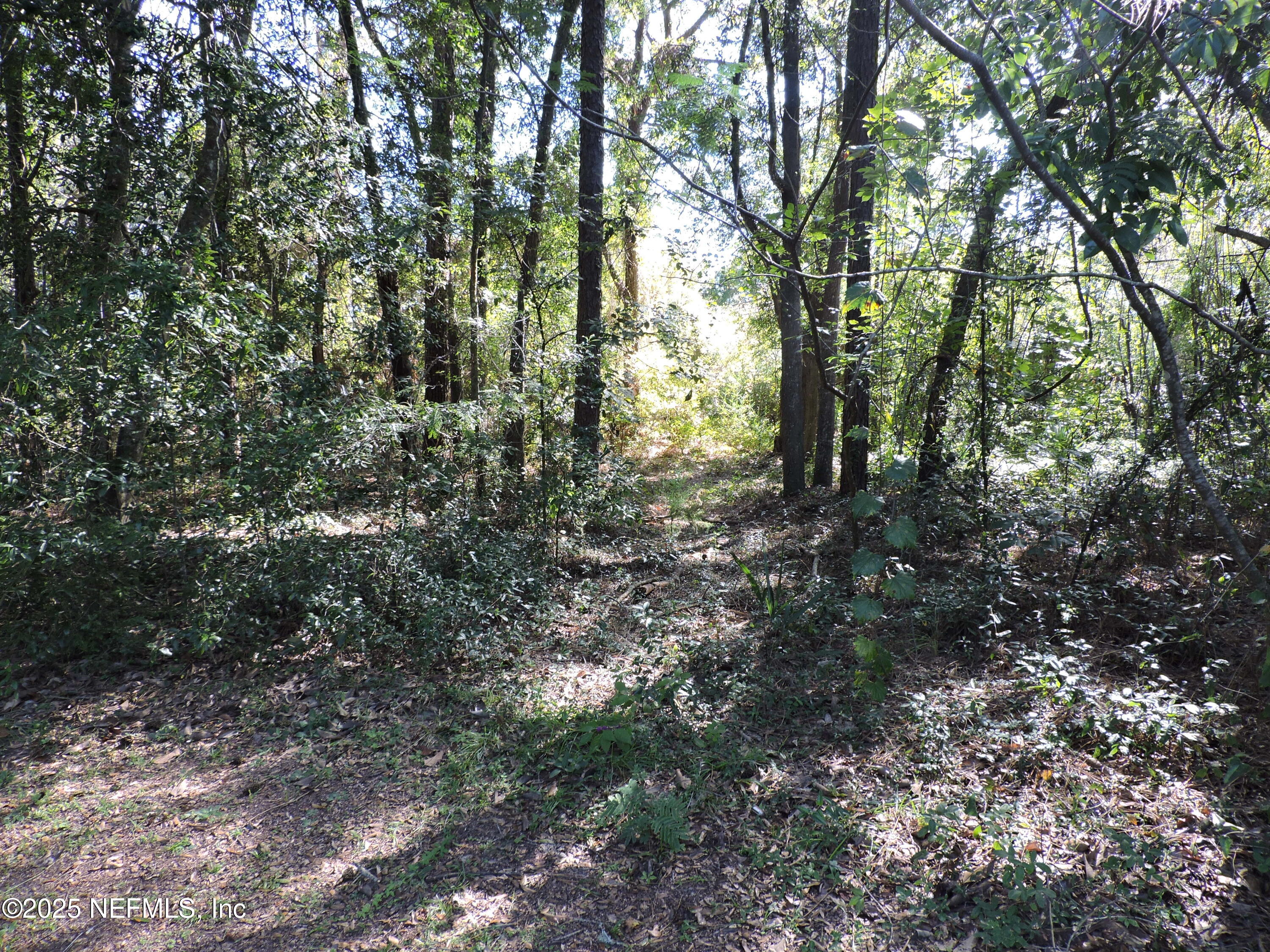 2935 New Berlin Road Jacksonville, FL 32226 - Photo 11 of 45 a view of a forest with lots of trees