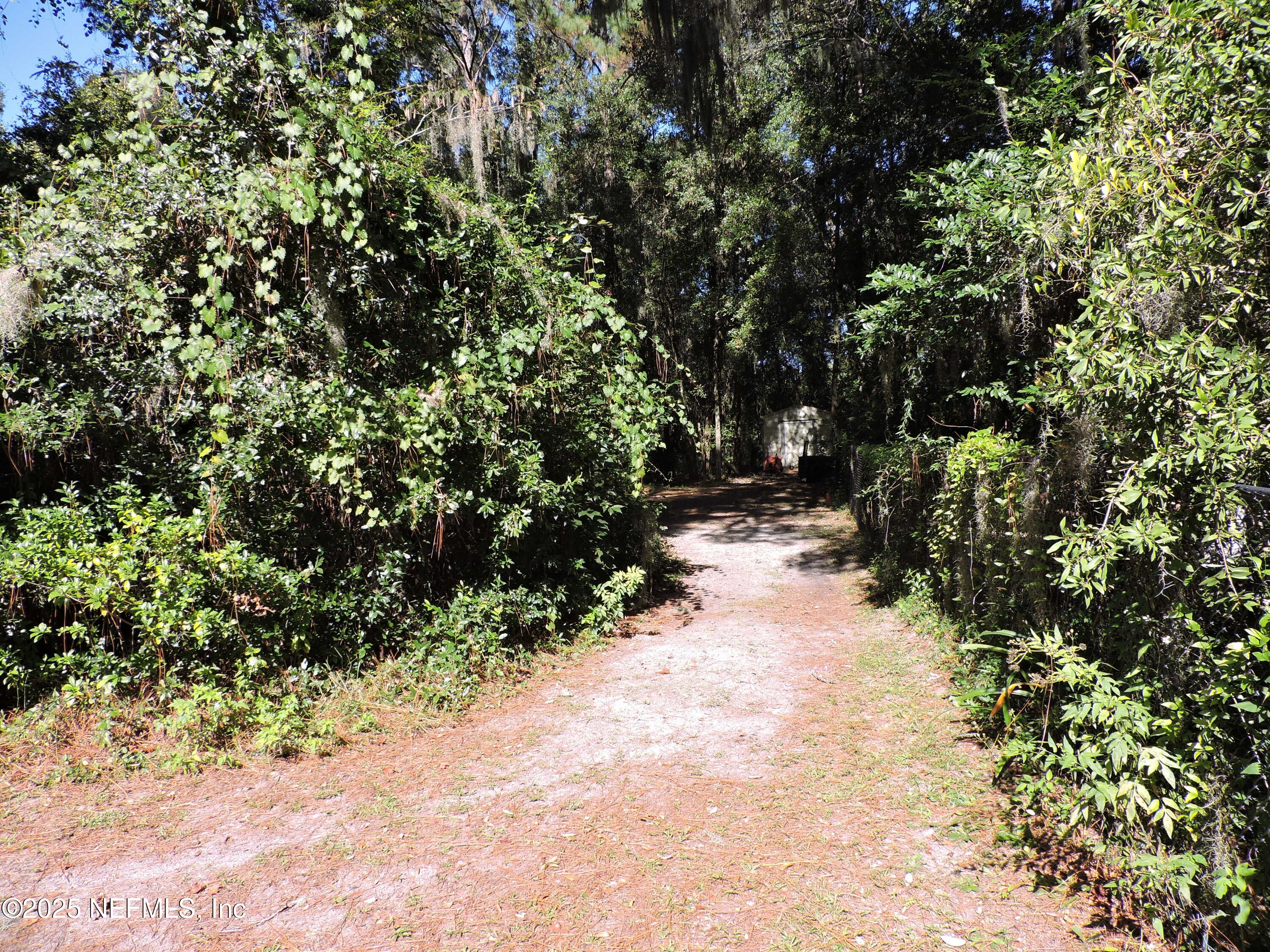 2935 New Berlin Road Jacksonville, FL 32226 - Photo 14 of 45 a view of a yard with plants and trees