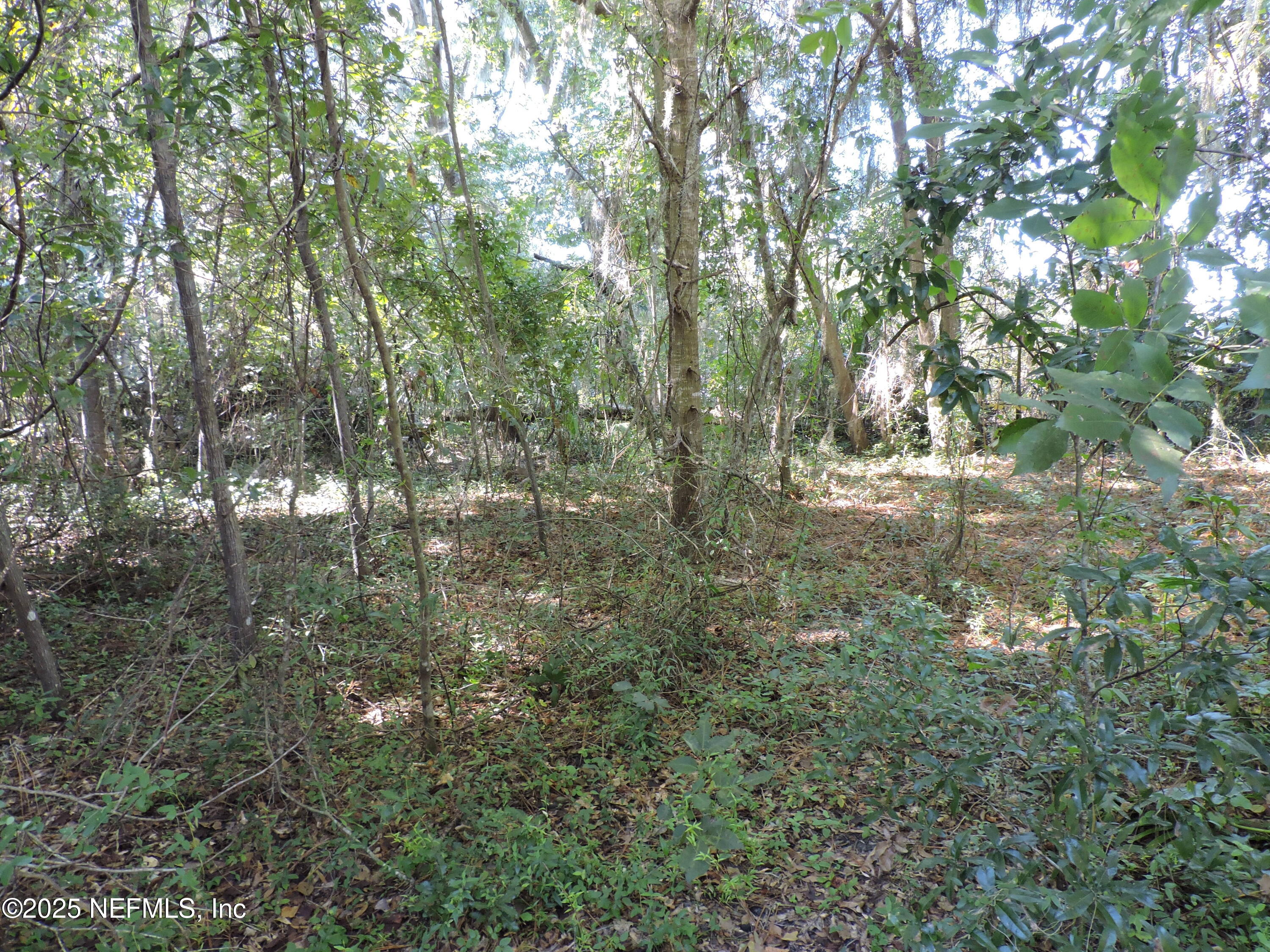 2935 New Berlin Road Jacksonville, FL 32226 - Photo 19 of 45 a view of forest