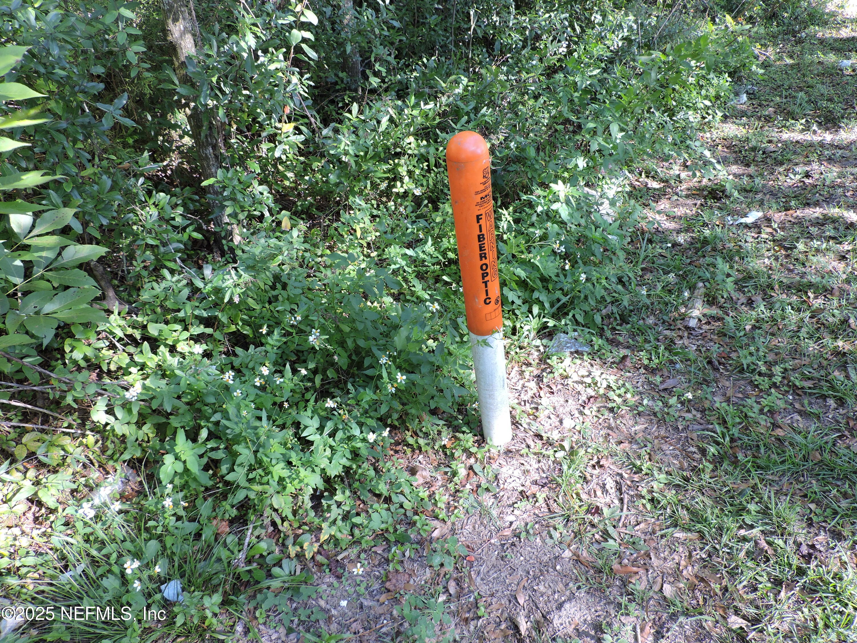 2935 New Berlin Road Jacksonville, FL 32226 - Photo 27 of 45 a close up of a tree in a yard