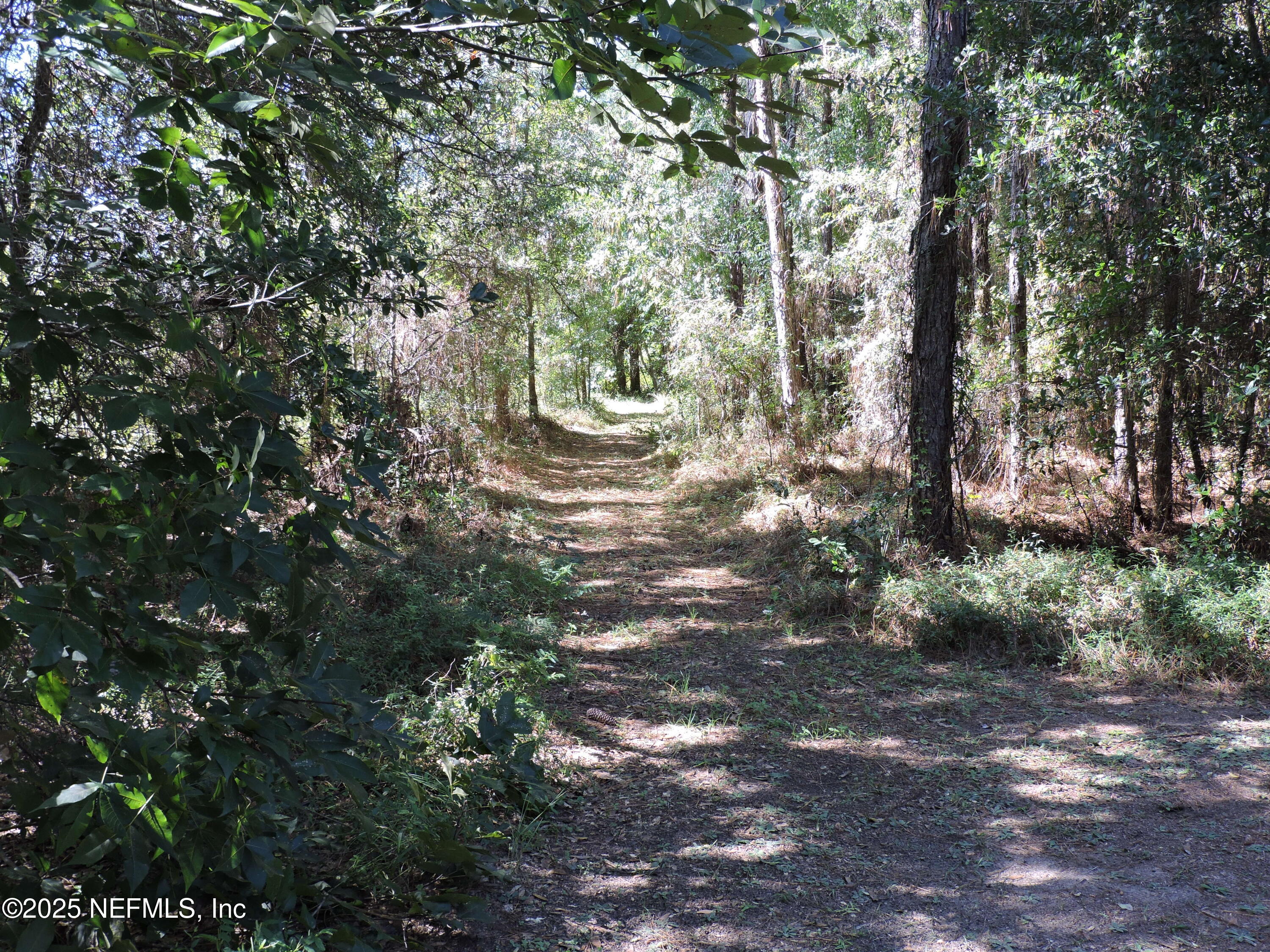 2935 New Berlin Road Jacksonville, FL 32226 - Photo 7 of 45 a view of a forest with large trees