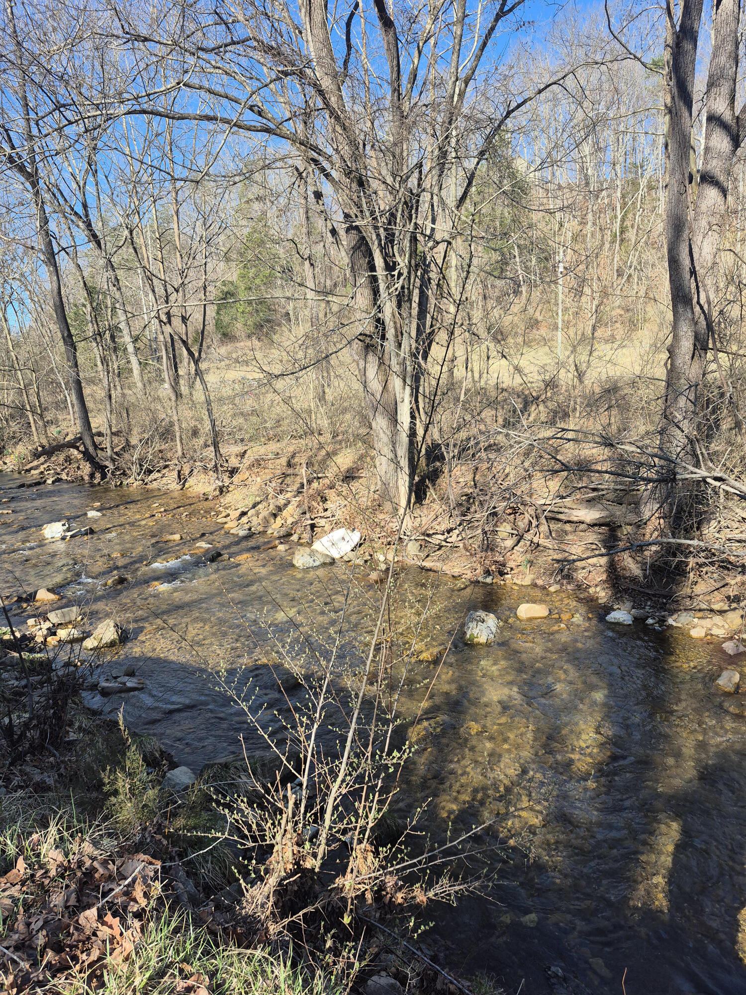 a view of a yard with plants and trees