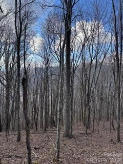 0 Mule Stomp Road Clyde, NC 28721 - Photo 12 of 16