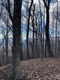 0 Mule Stomp Road Clyde, NC 28721 - Photo 14 of 16