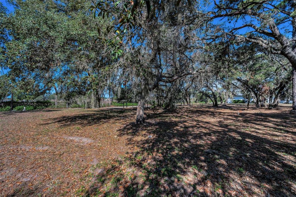 a view of dirt yard with large trees