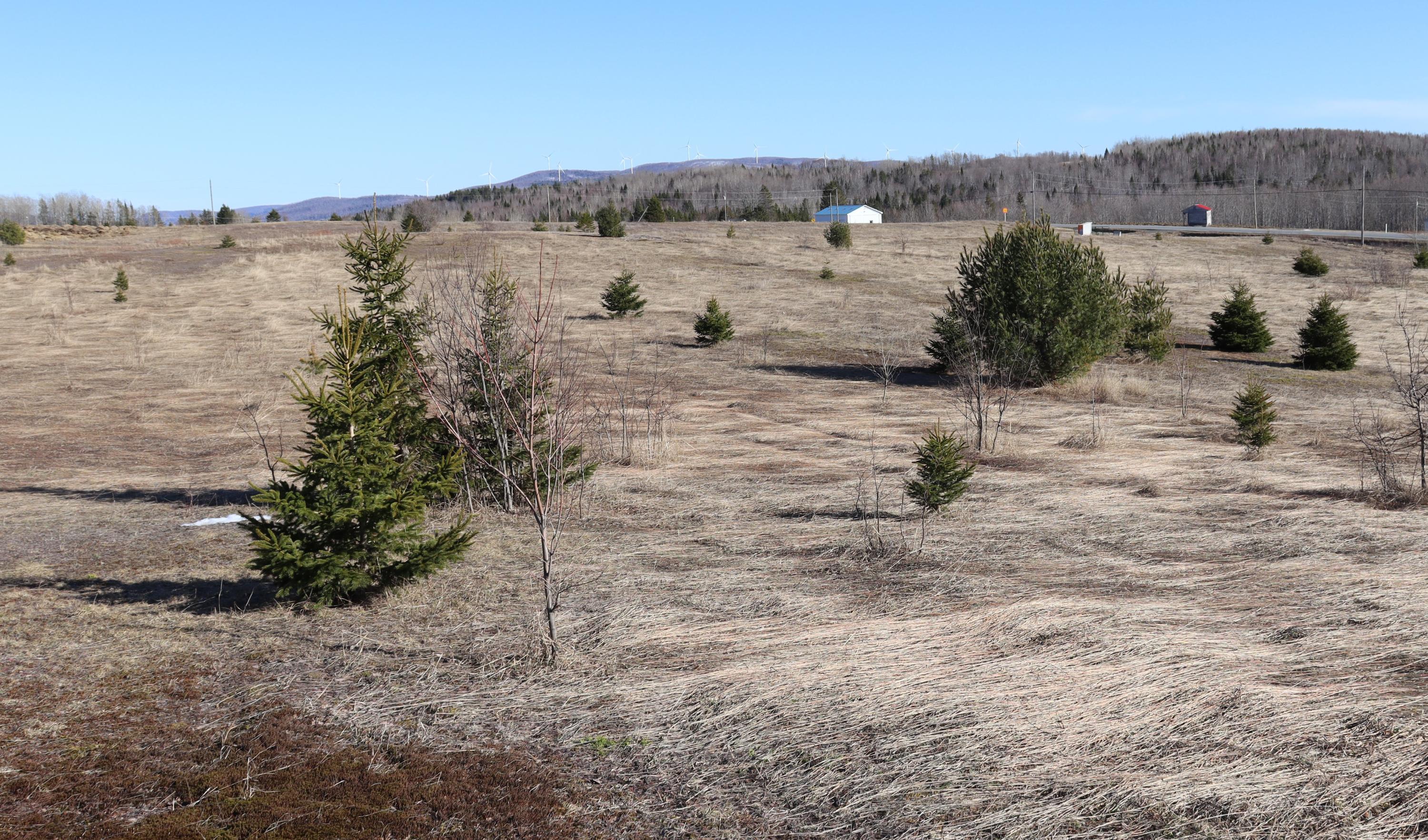 212 Merrill Me 04780 Merrill, ME 04780 - Photo 14 of 23 Looking east