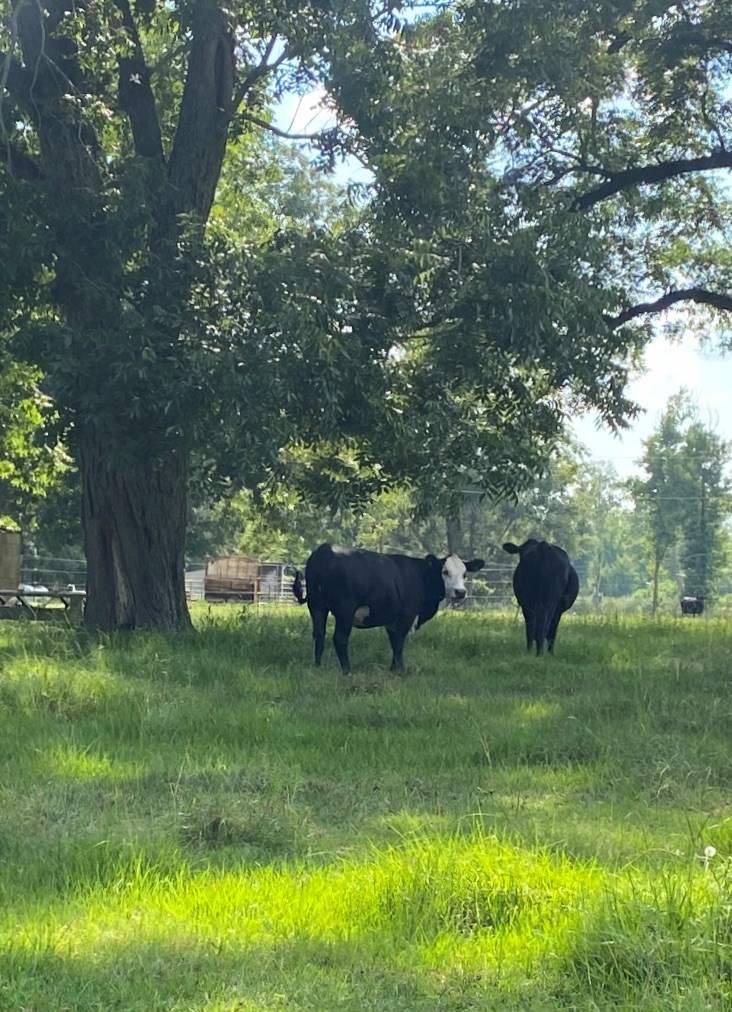 2242 Coot Adams Road Ashford, AL 36312 - Photo 39 of 39