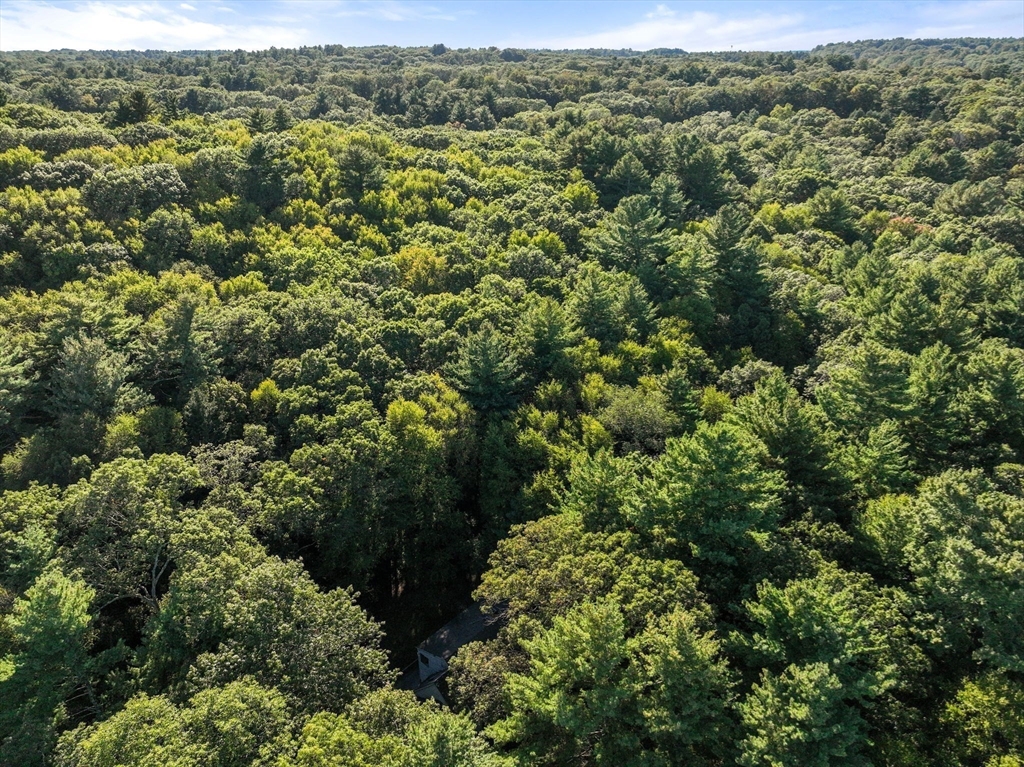 41 Orchard Avenue Weston, MA 02493 - Photo 6 of 13 a view of a forest with a street