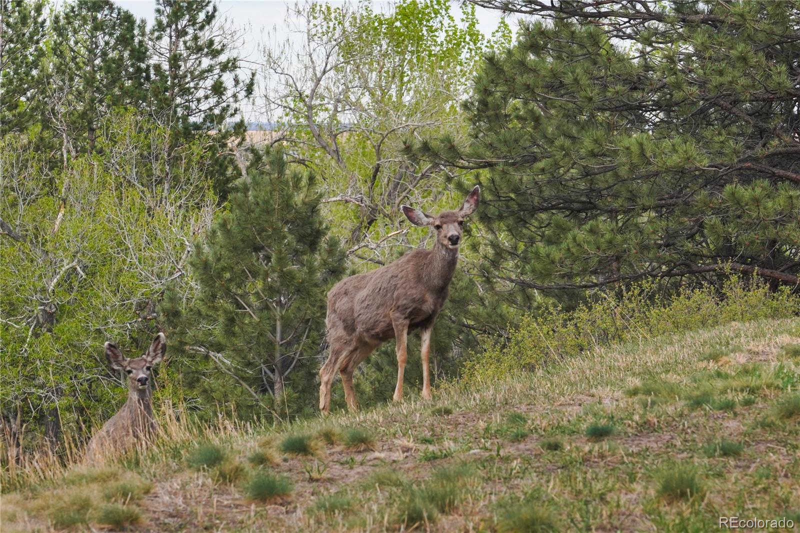 8664 Middle Fork Road Boulder, CO 80302 - Photo 3 of 4