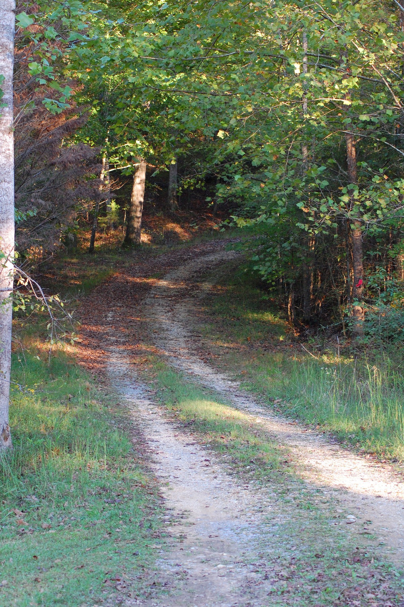 547 Grindstone Hollow Road Dickson, TN 37055 - Photo 27 of 68