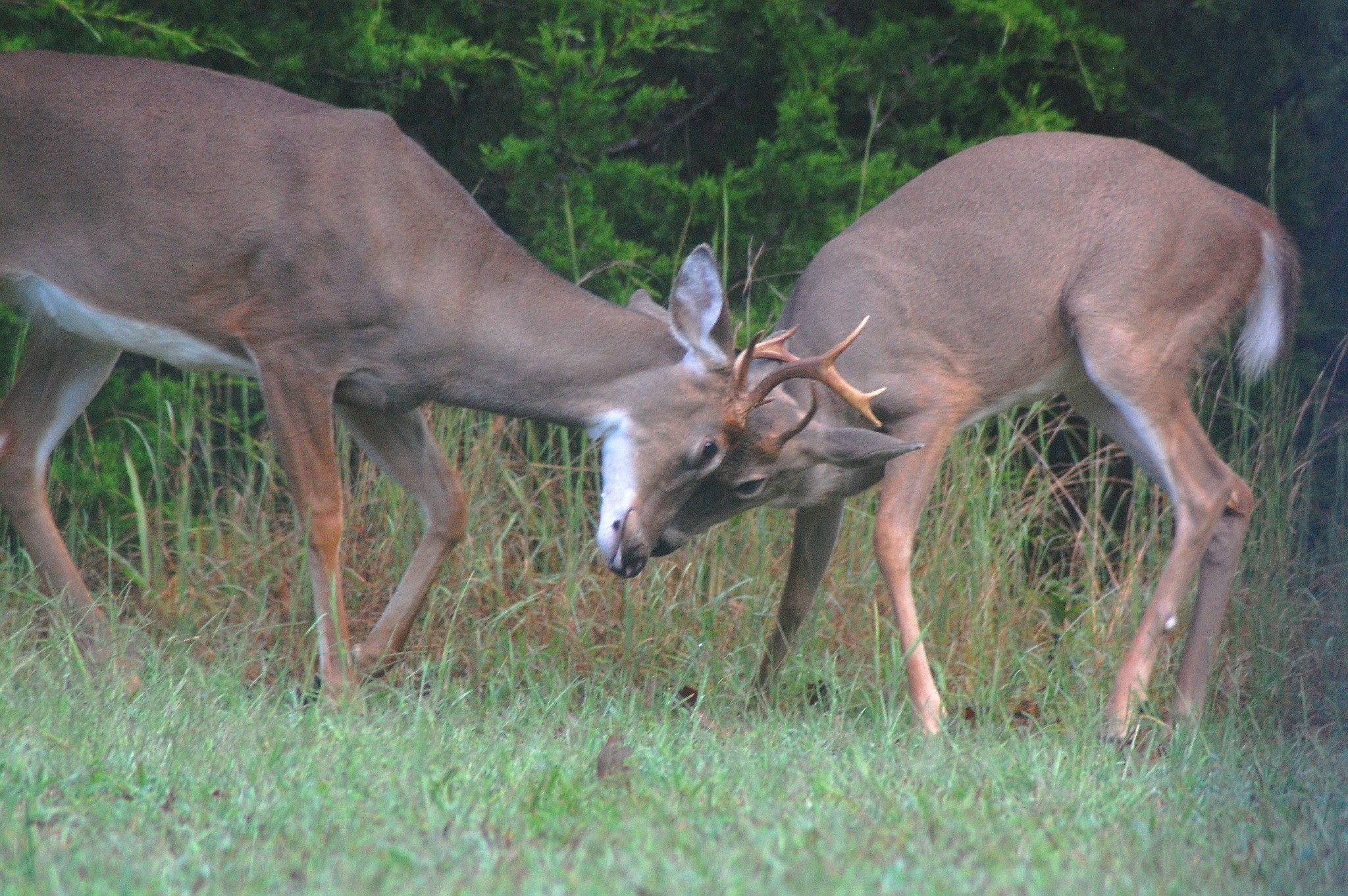 547 Grindstone Hollow Road Dickson, TN 37055 - Photo 32 of 68
