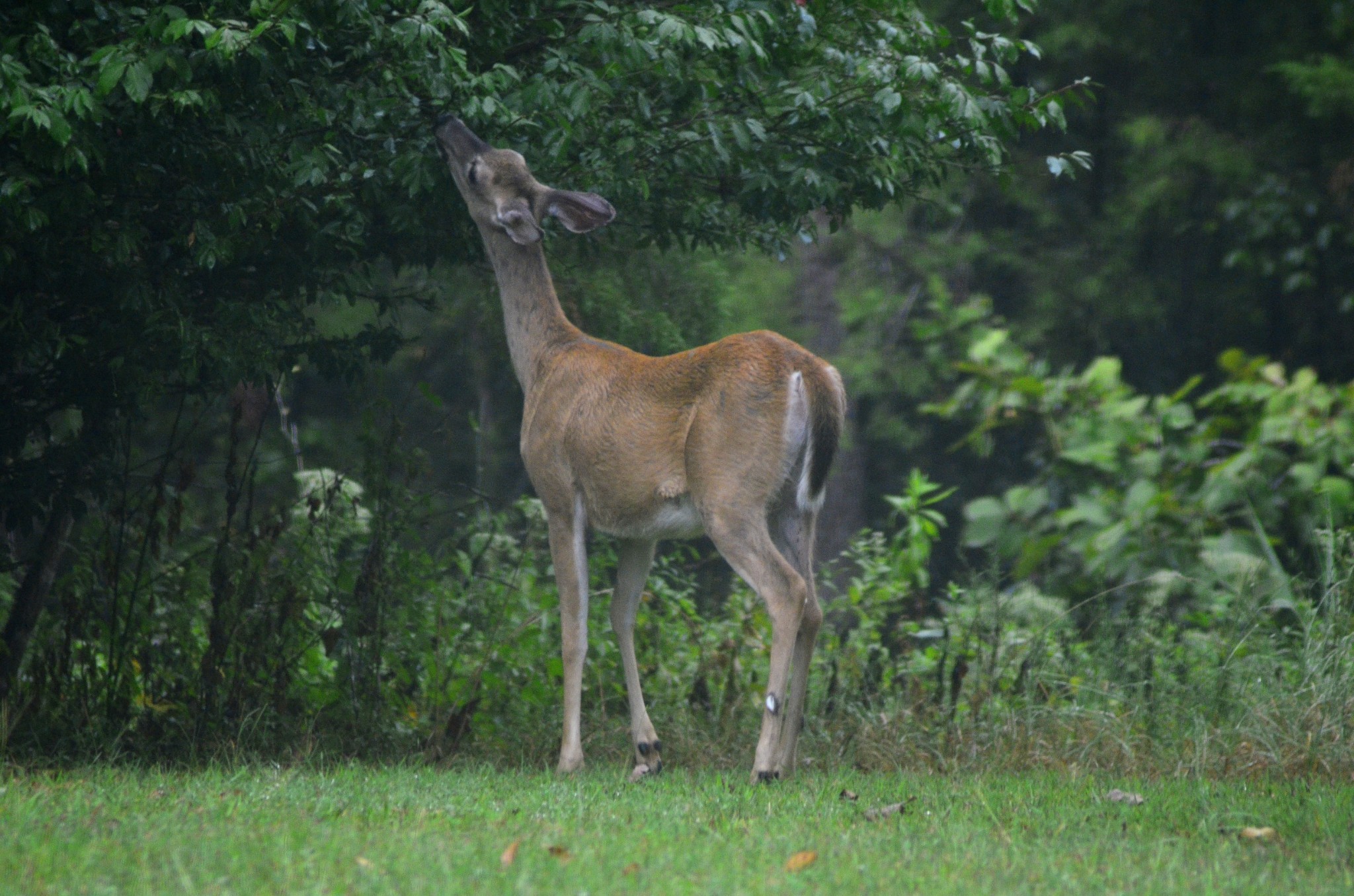 547 Grindstone Hollow Road Dickson, TN 37055 - Photo 33 of 68