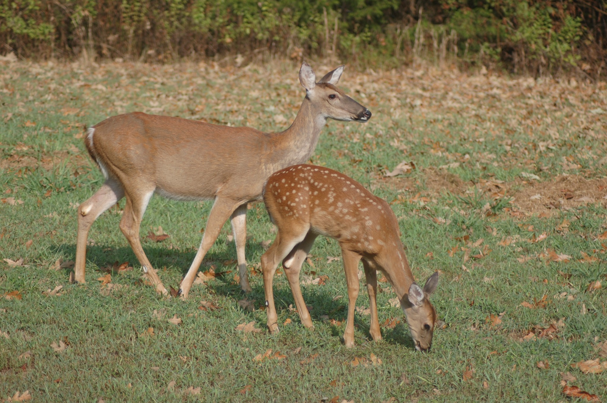547 Grindstone Hollow Road Dickson, TN 37055 - Photo 35 of 68