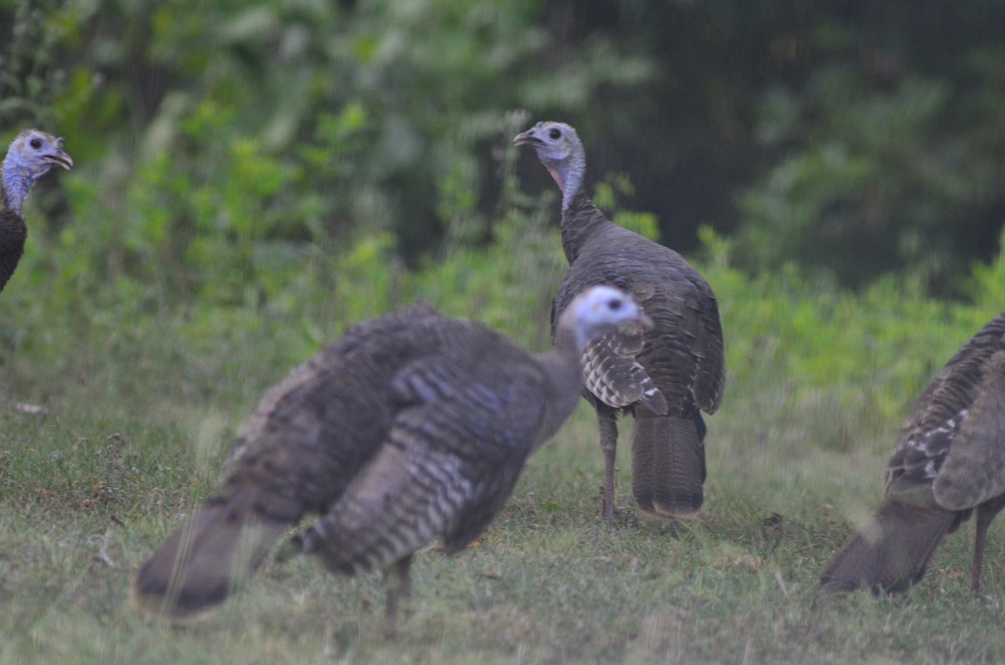 547 Grindstone Hollow Road Dickson, TN 37055 - Photo 36 of 68