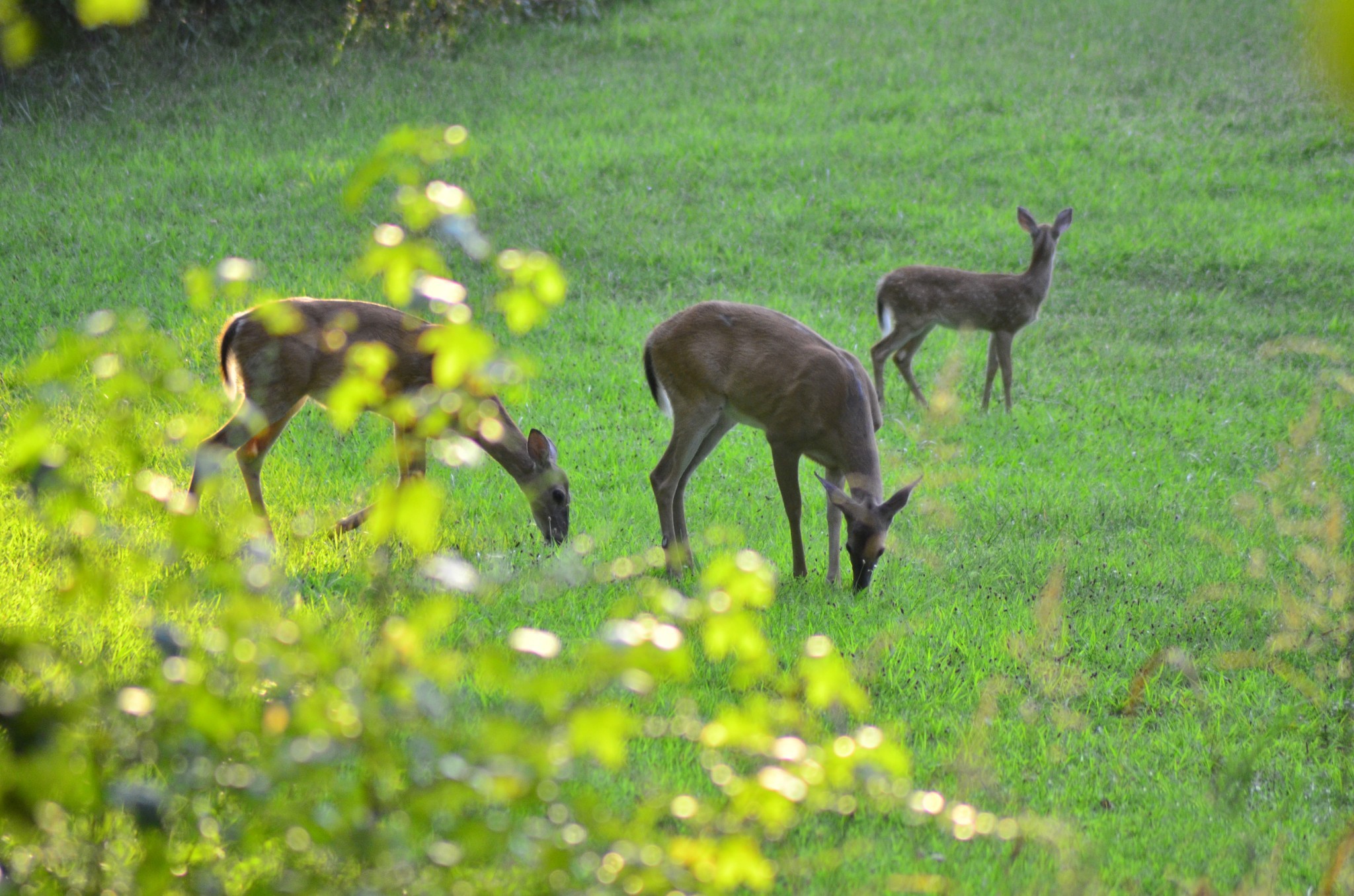 547 Grindstone Hollow Road Dickson, TN 37055 - Photo 37 of 68