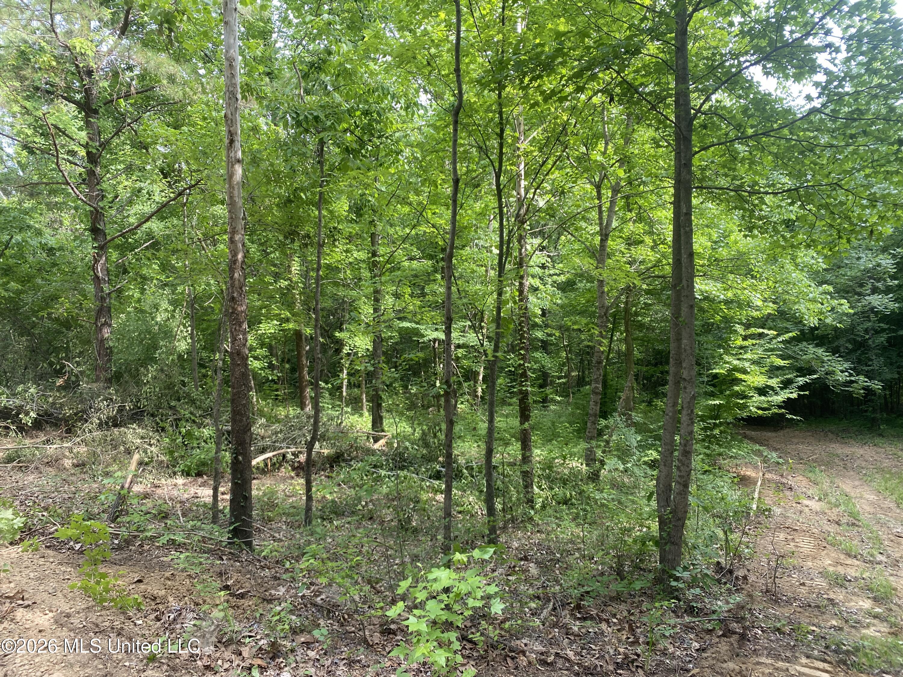 5317 Highway 3 Sarah, MS 38665 - Photo 5 of 28 IMG_7921