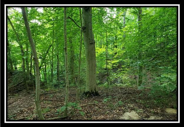 0 Pedigo Ridge Road, Unit TRACT 5) Nelsonville, OH 45764 - Photo 38 of 56 image037