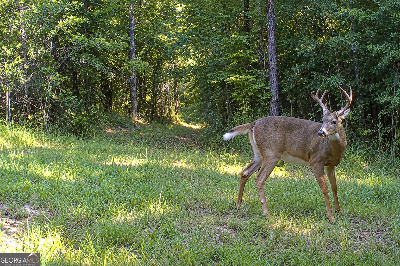 47-acres Cochran Road Madison, GA 30650 - Photo 21 of 22 Gallery Image 21