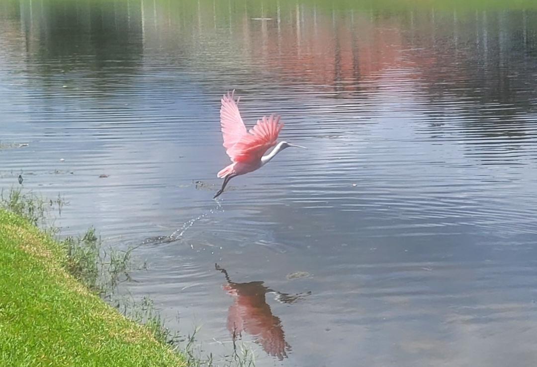 154 East Hampton Way Jupiter, FL 33458 - Photo 36 of 40 MAGICAL SURPRISES