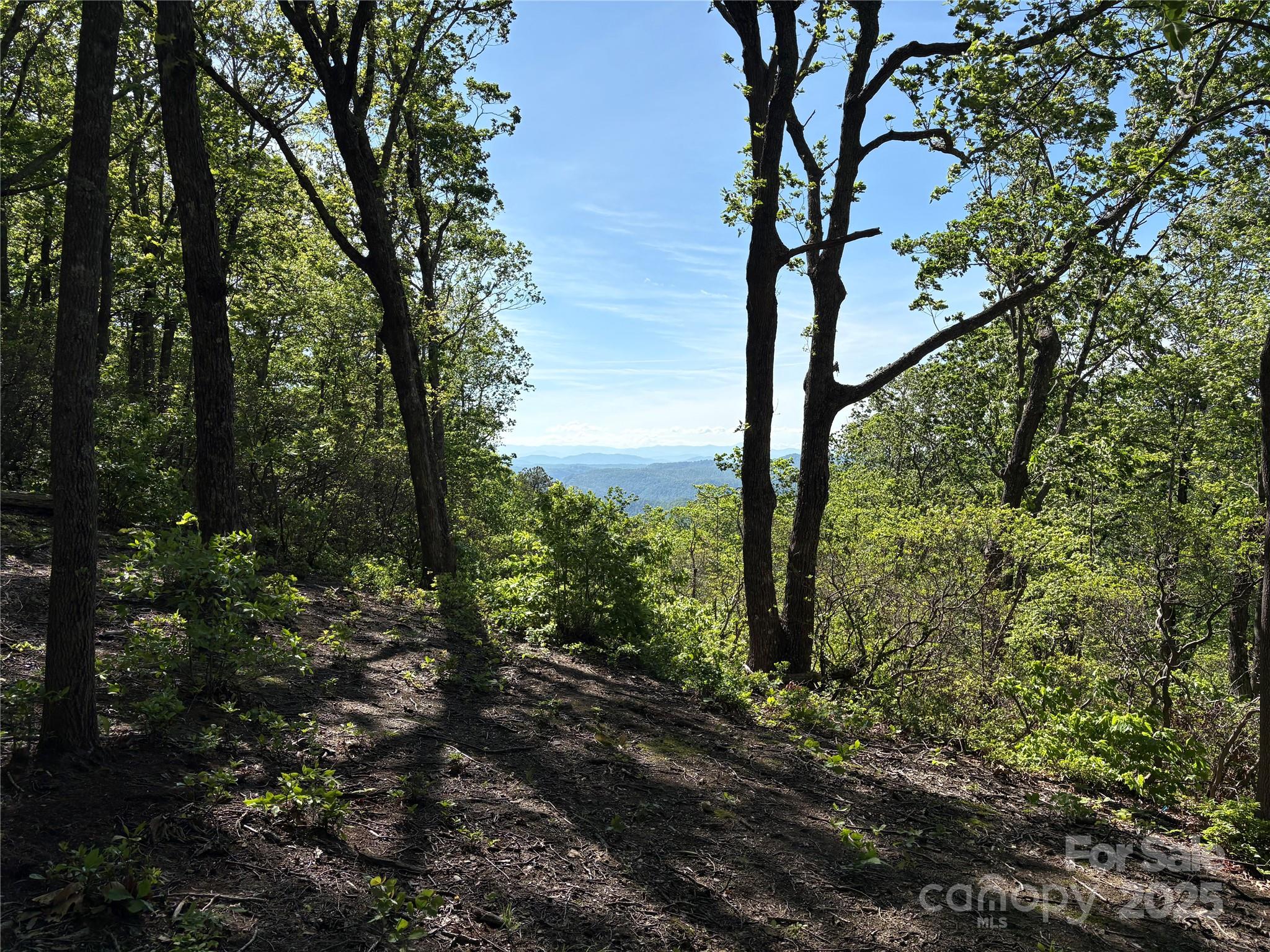 Lot 6 Miller Mountain Road, Unit 6 Saluda, NC 28773 - Photo 11 of 22 a view of a tree in the middle of forest