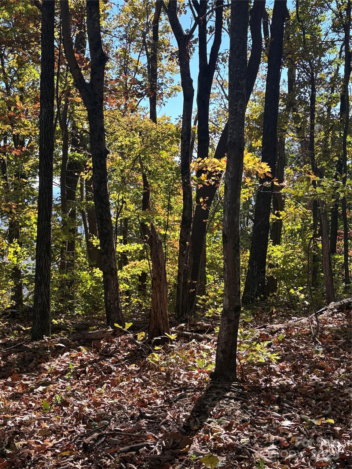 Lot 6 Miller Mountain Road, Unit 6 Saluda, NC 28773 - Photo 18 of 22 a view of a forest